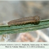 pseudochazara mamurra rutul larva l1 1